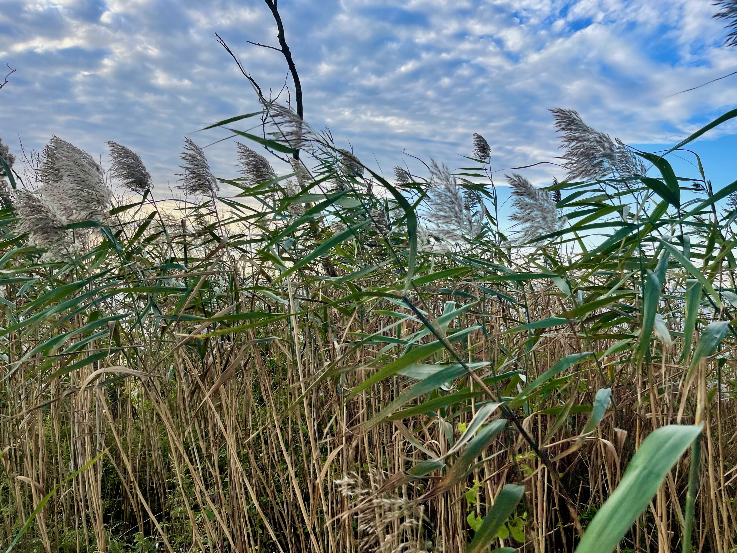 Phragmites Removal