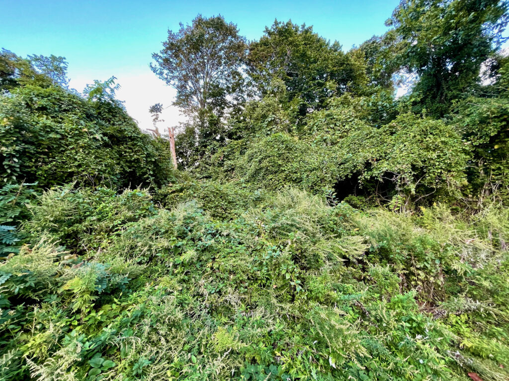 Habitat Restoration