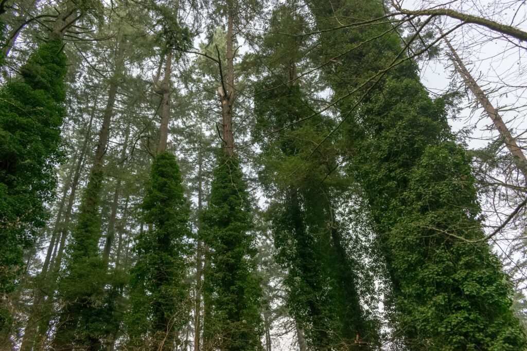 Local Stewardship will remove this English Ivy