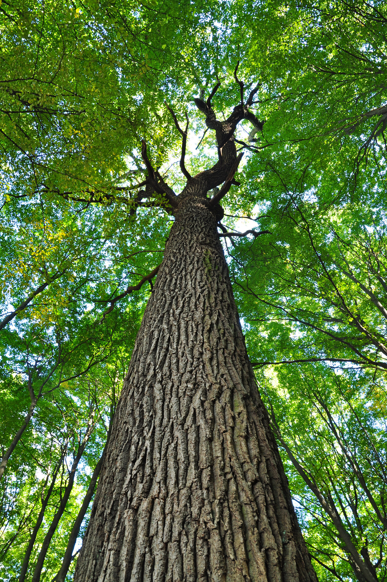 This Arbor Day, Remember to Plant Native Trees in The Fall Too