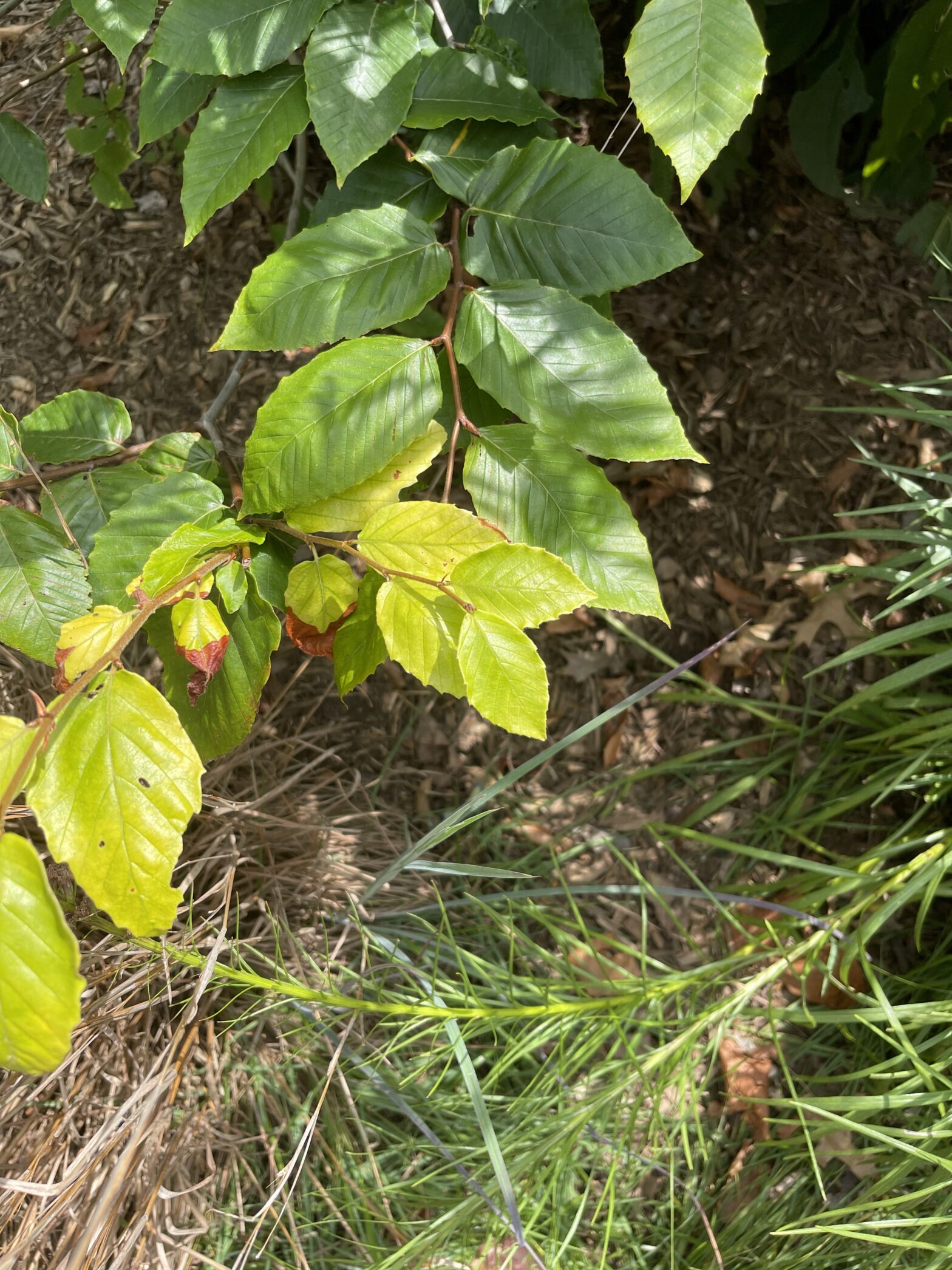 Save The American Beech!