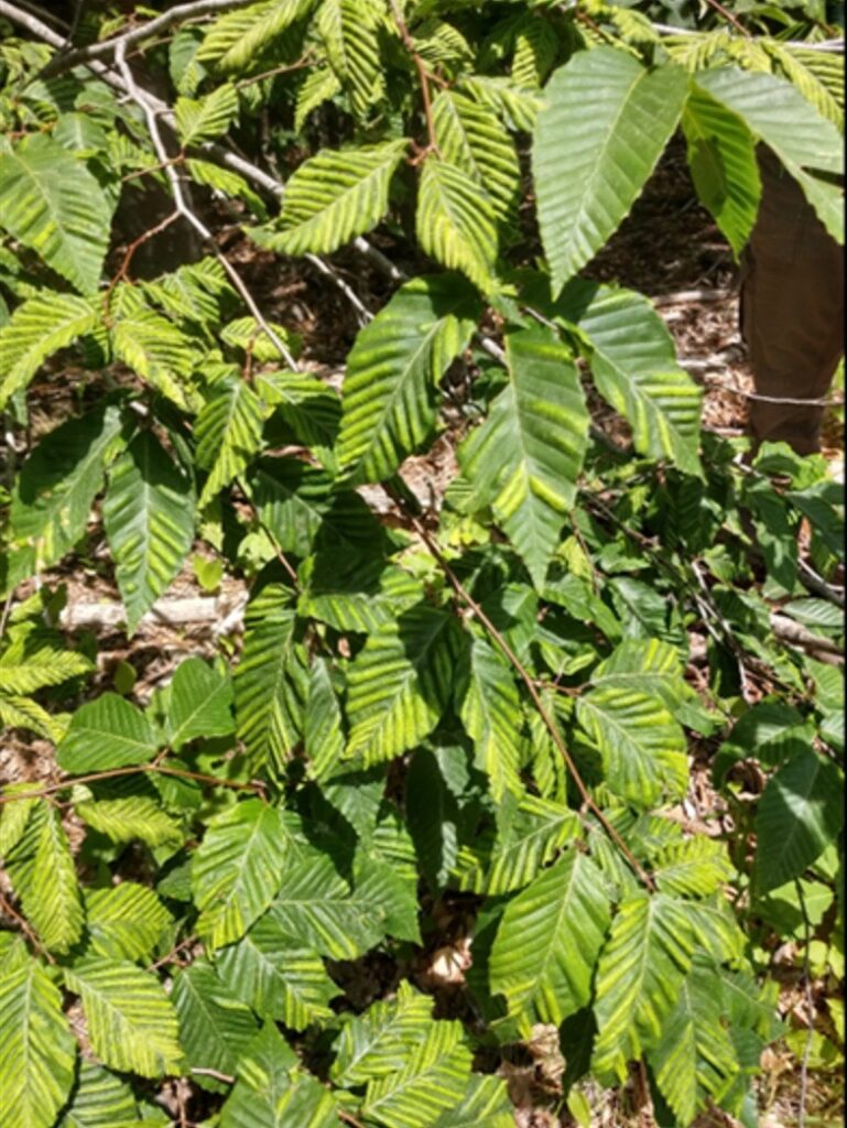 American Beech
