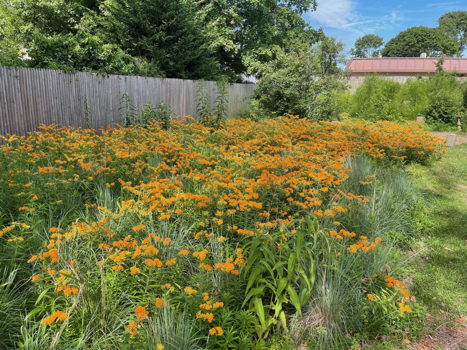 Newsday Op Ed: We Can, And Must Restore Nature On Long Island