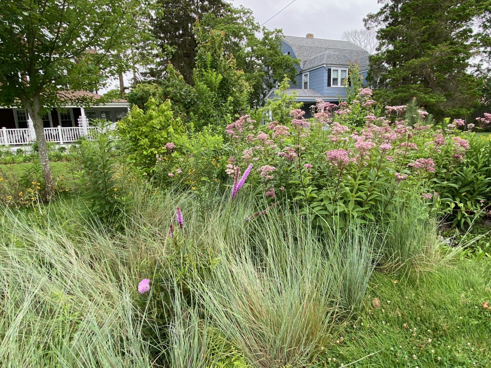 Plant Natives
