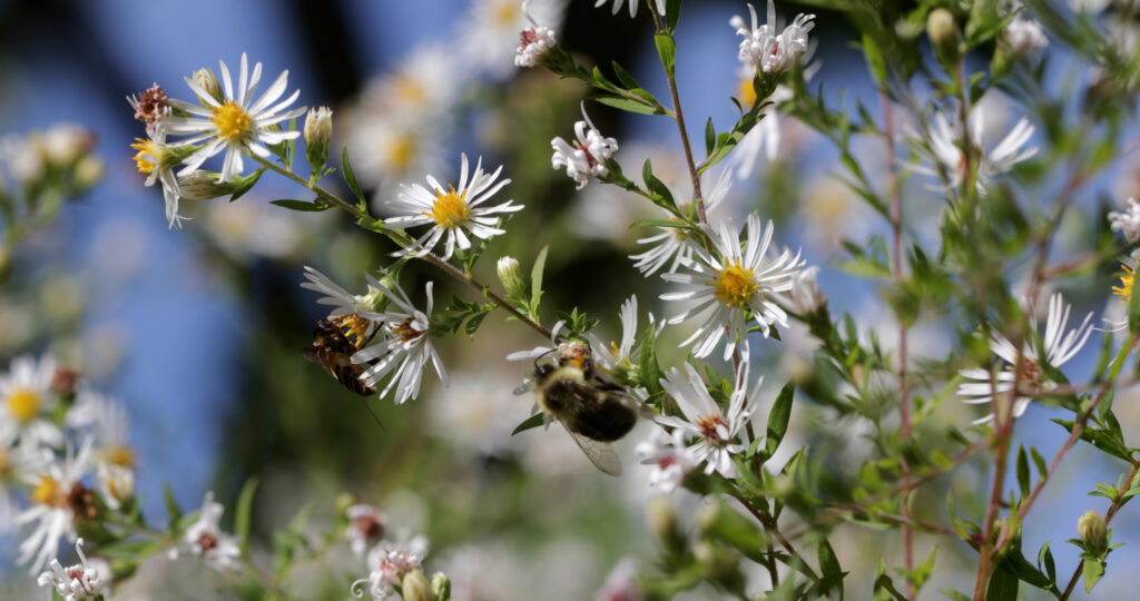 White Aster