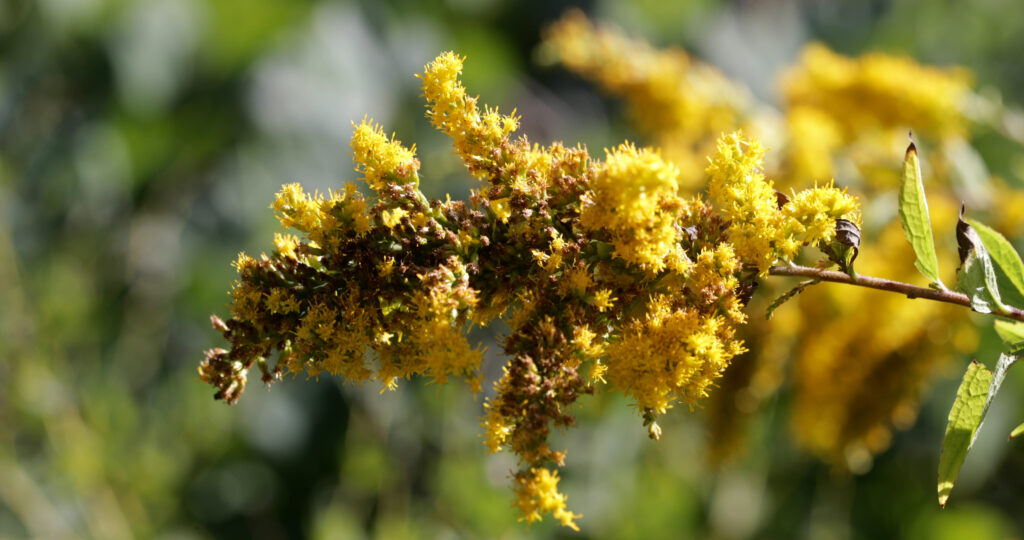 Seaside Goldenrod in Seed