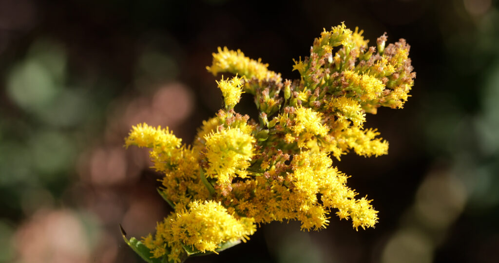 Canada Goldenrod