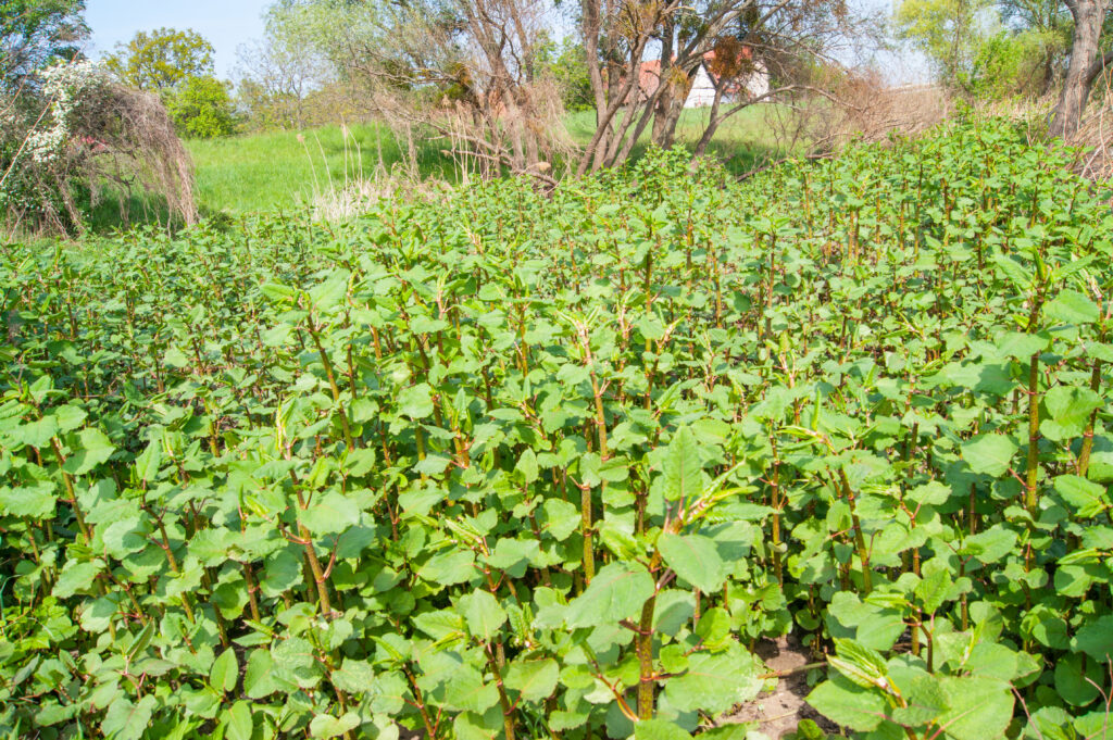 Japanese Knotweed