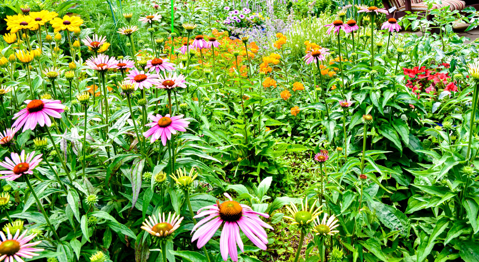 Our Earth Day Message: Planting Native