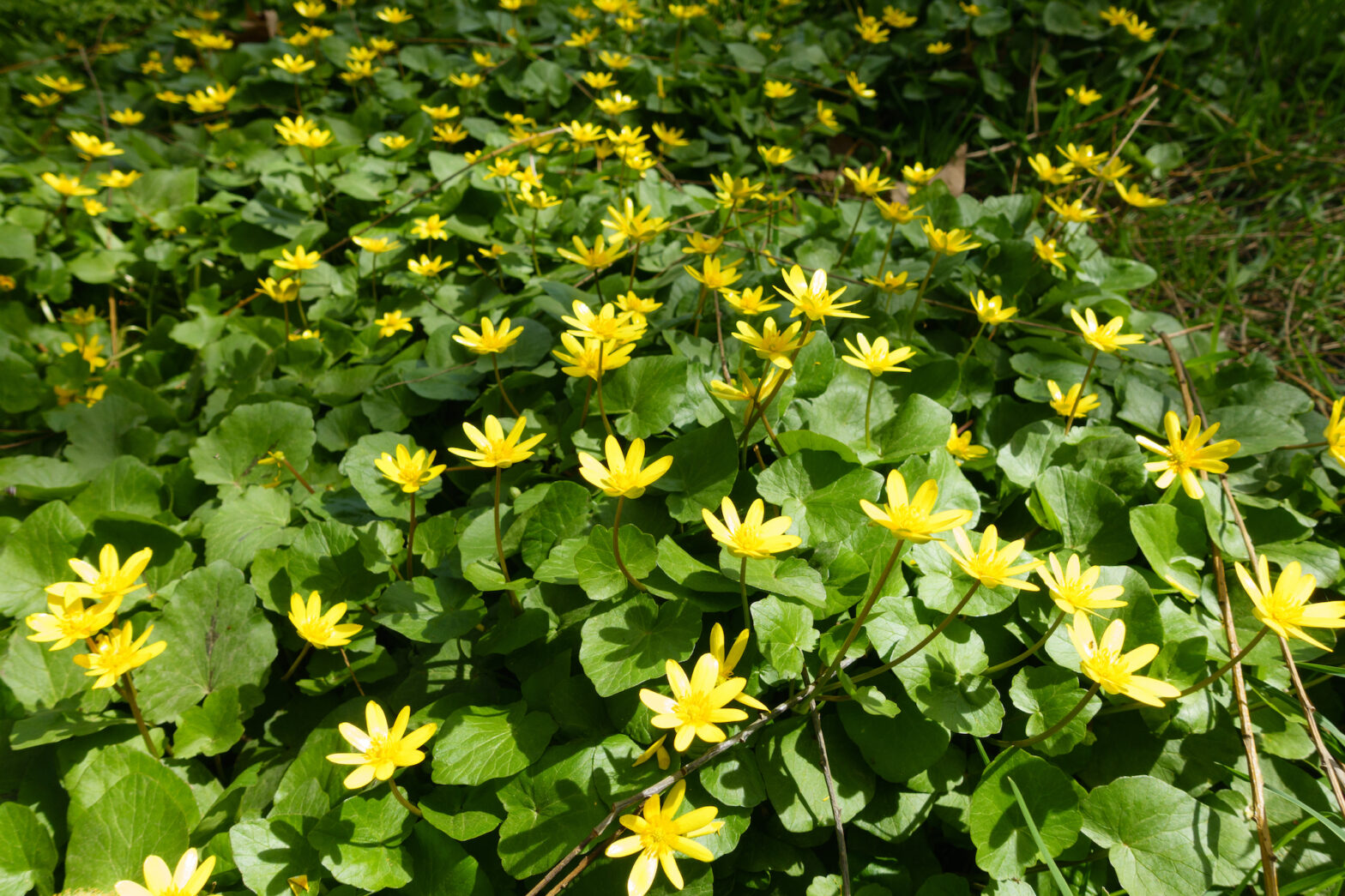 Invasive Plant:  Lesser Celandine