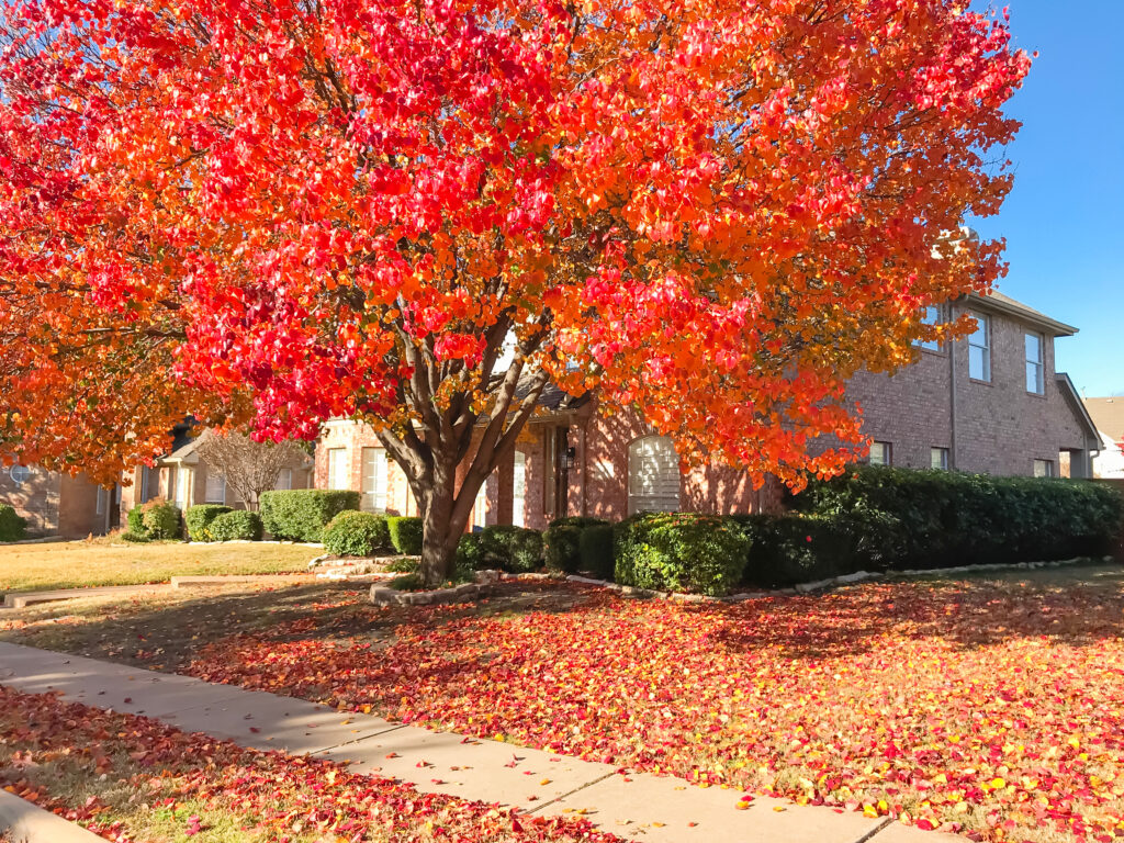 callery pear