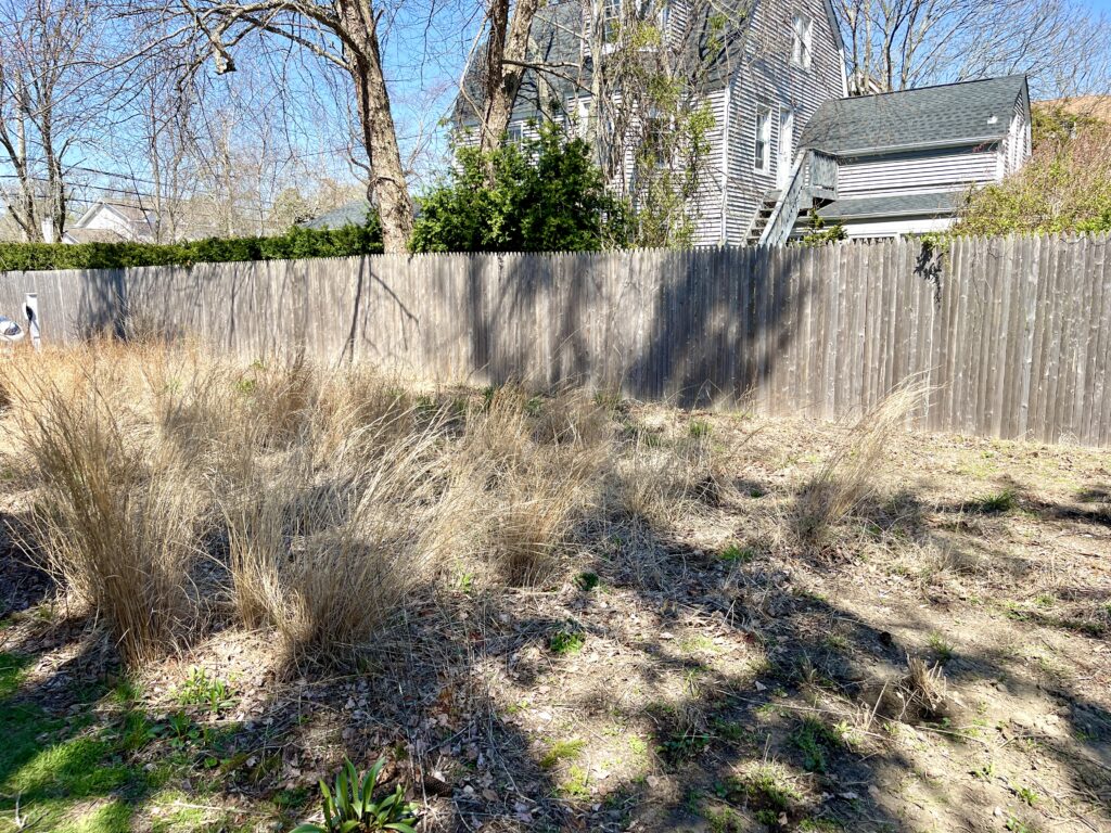 lawn alternative