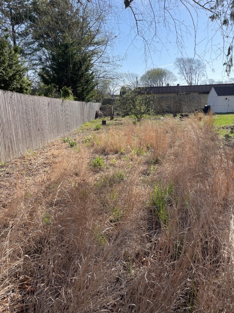 native grasses
