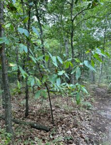 American Chestnuts