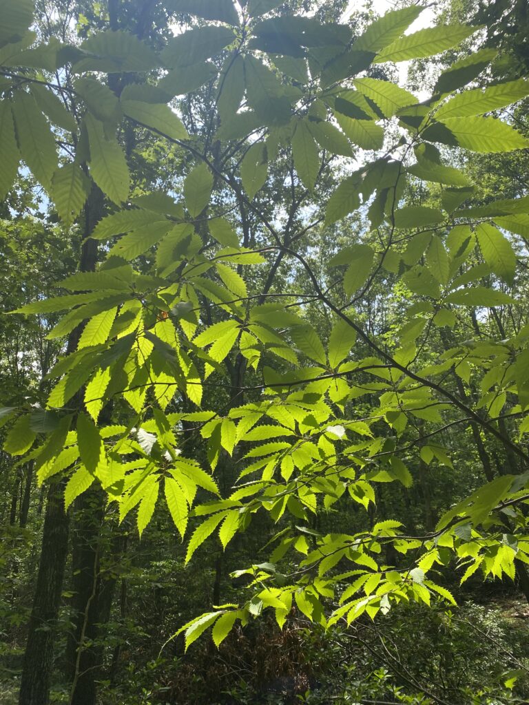 restore nature