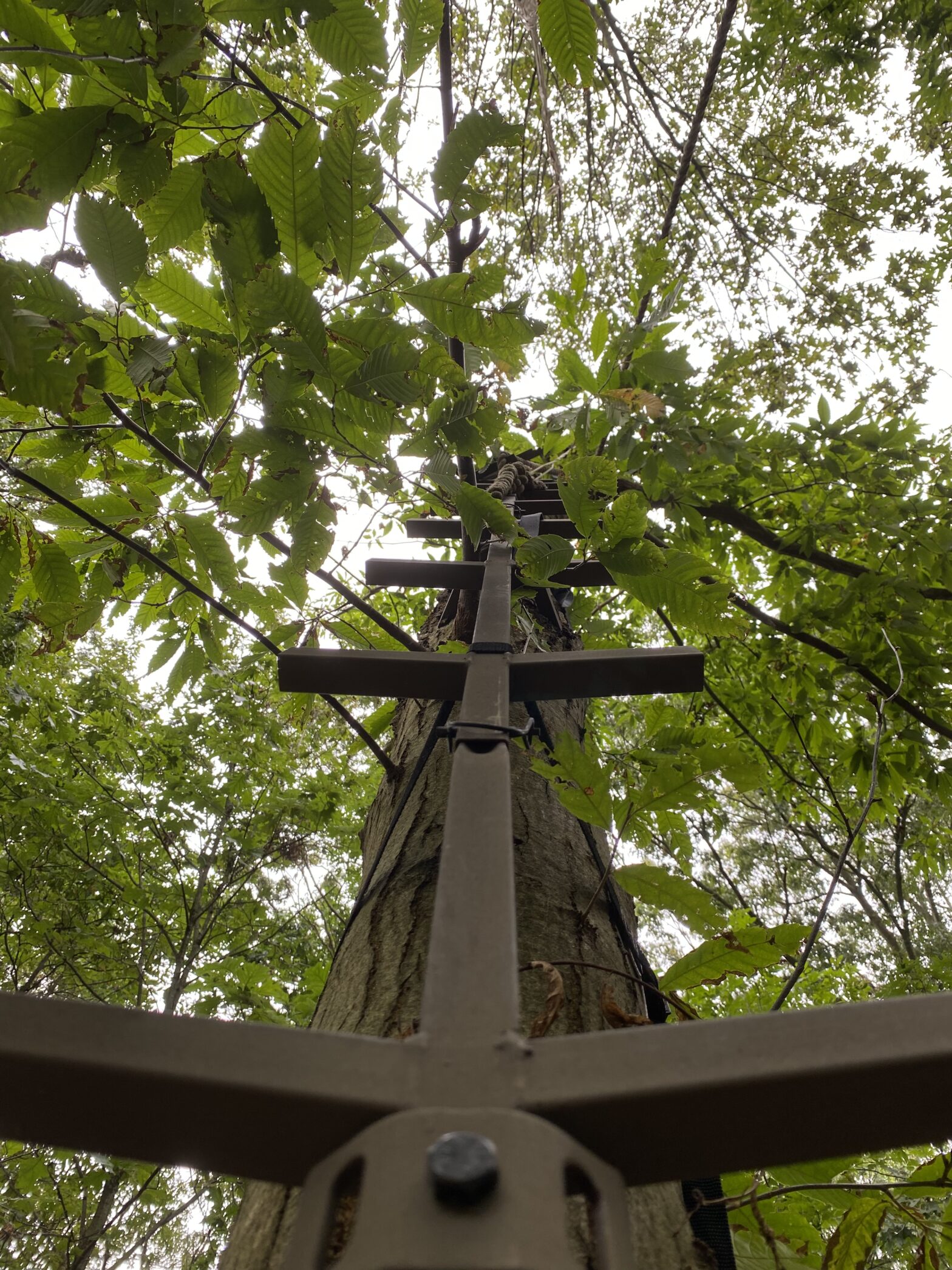 We Will Restore The American Chestnut