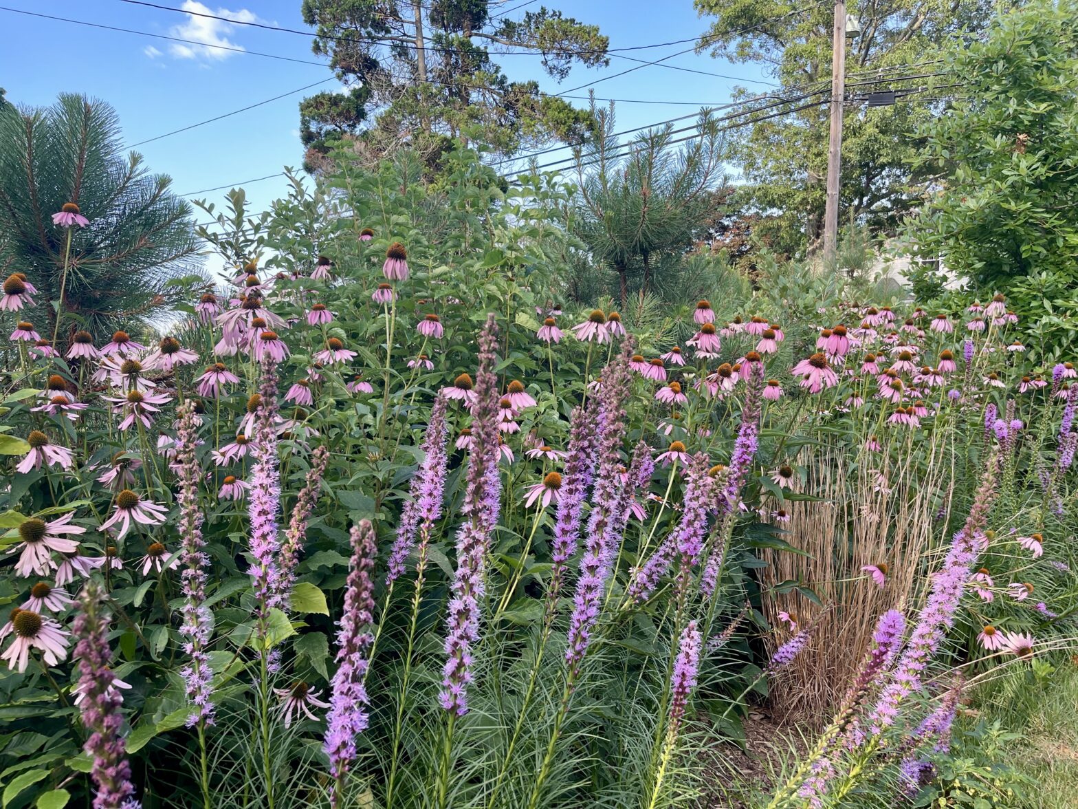 Going Native — The Many Benefits Of Creating Habitat In Our Yards