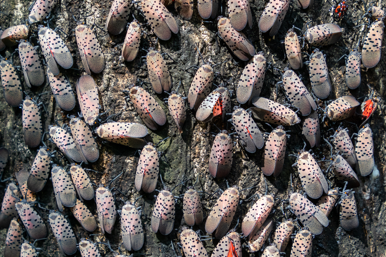 Kill The Spotted Lanternfly and The Tree of Heaven — An Online Forum