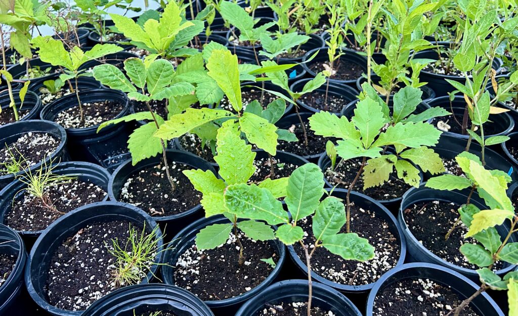 native plants