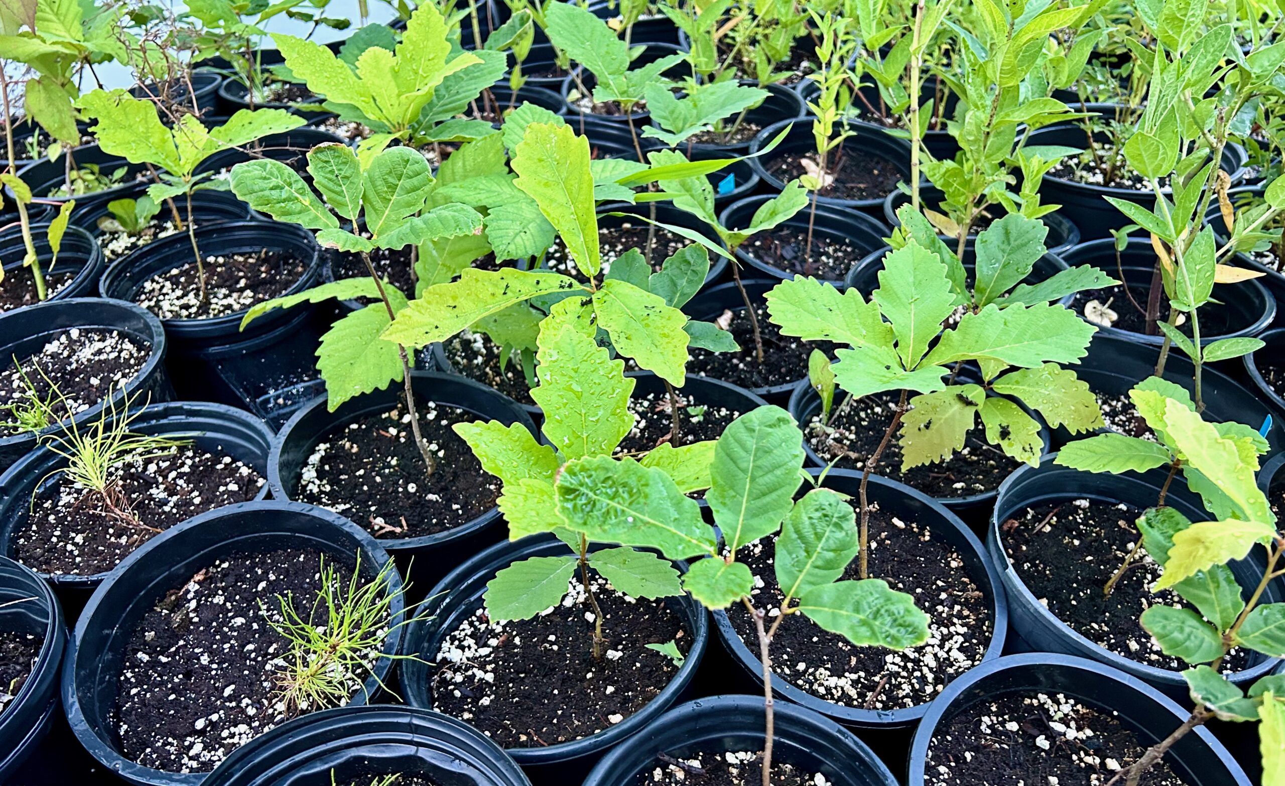 native plants