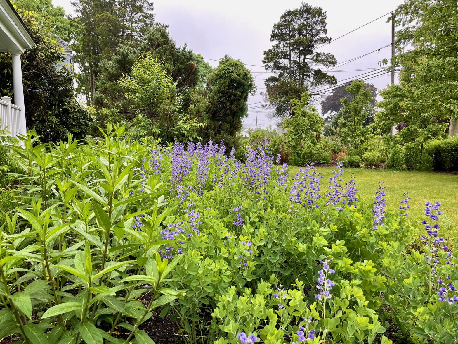 Native Plants For Sale in Sayville!