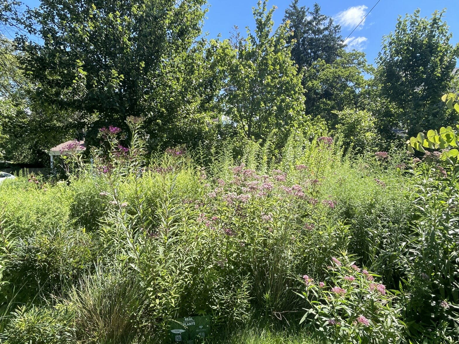 Stormwater Management Using Native Plantings
