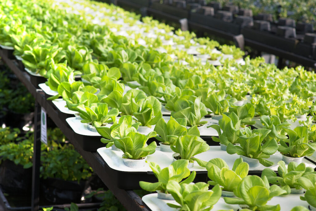 indoor farming
