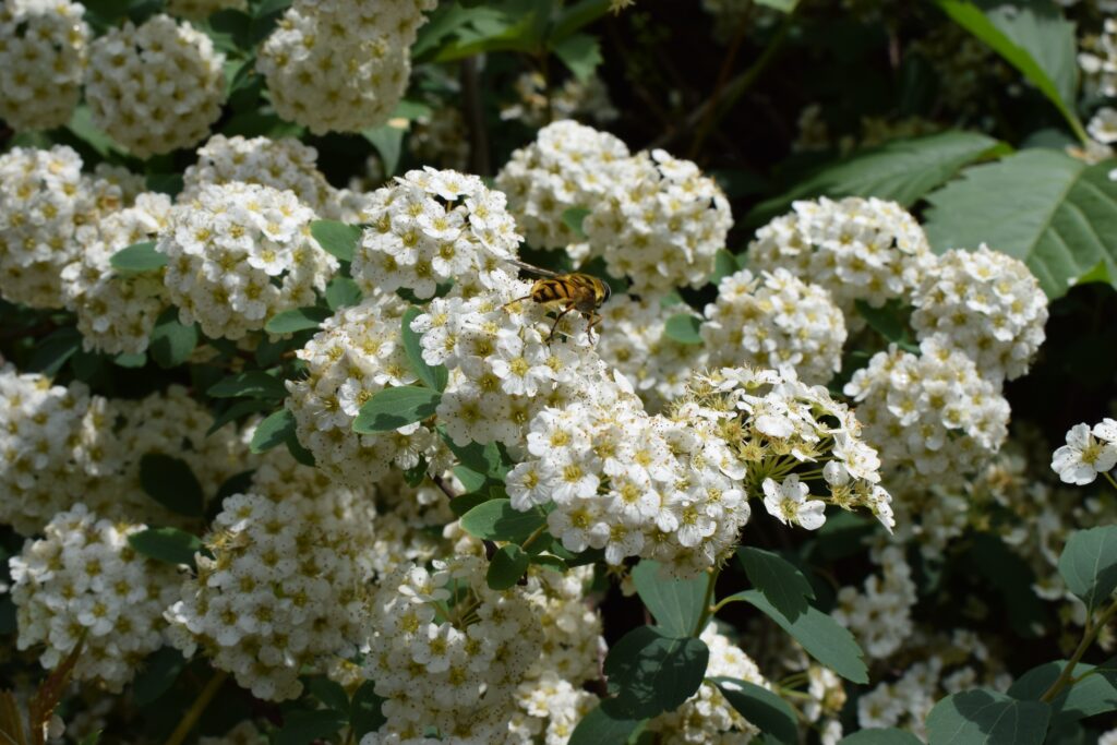 native plants
