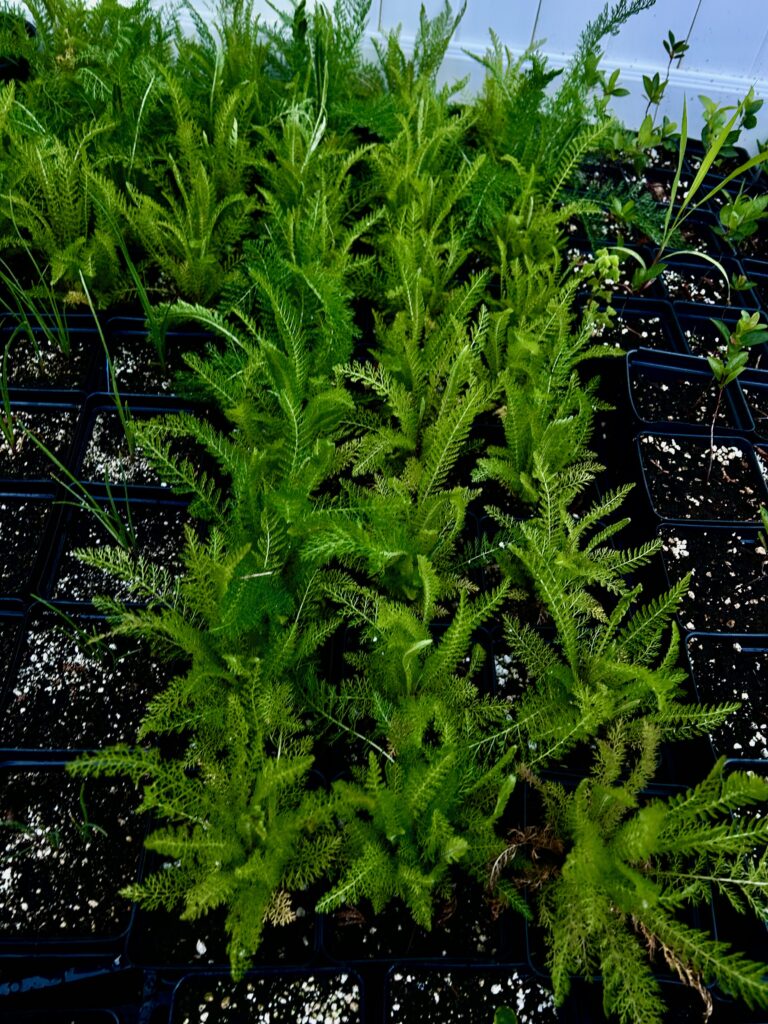 native plants