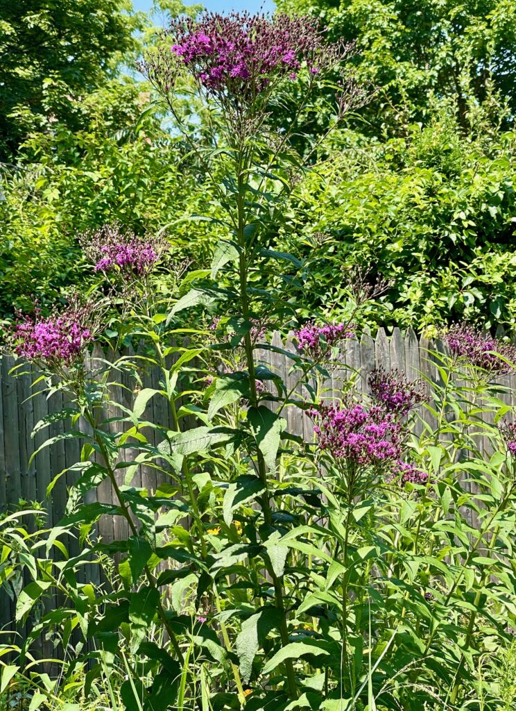 native plants