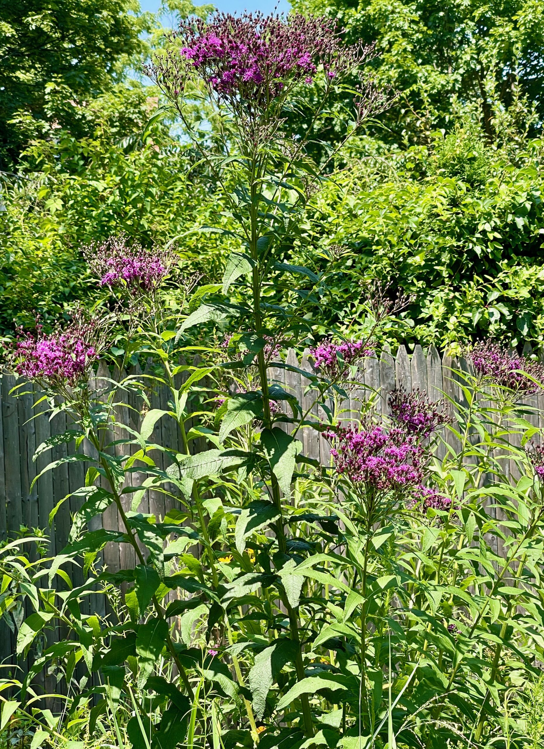 native plants