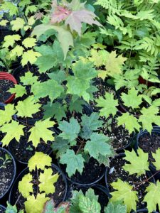 selling native plants