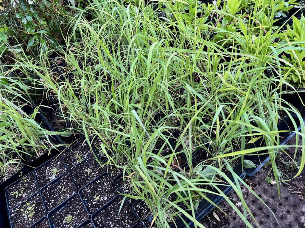 native plants