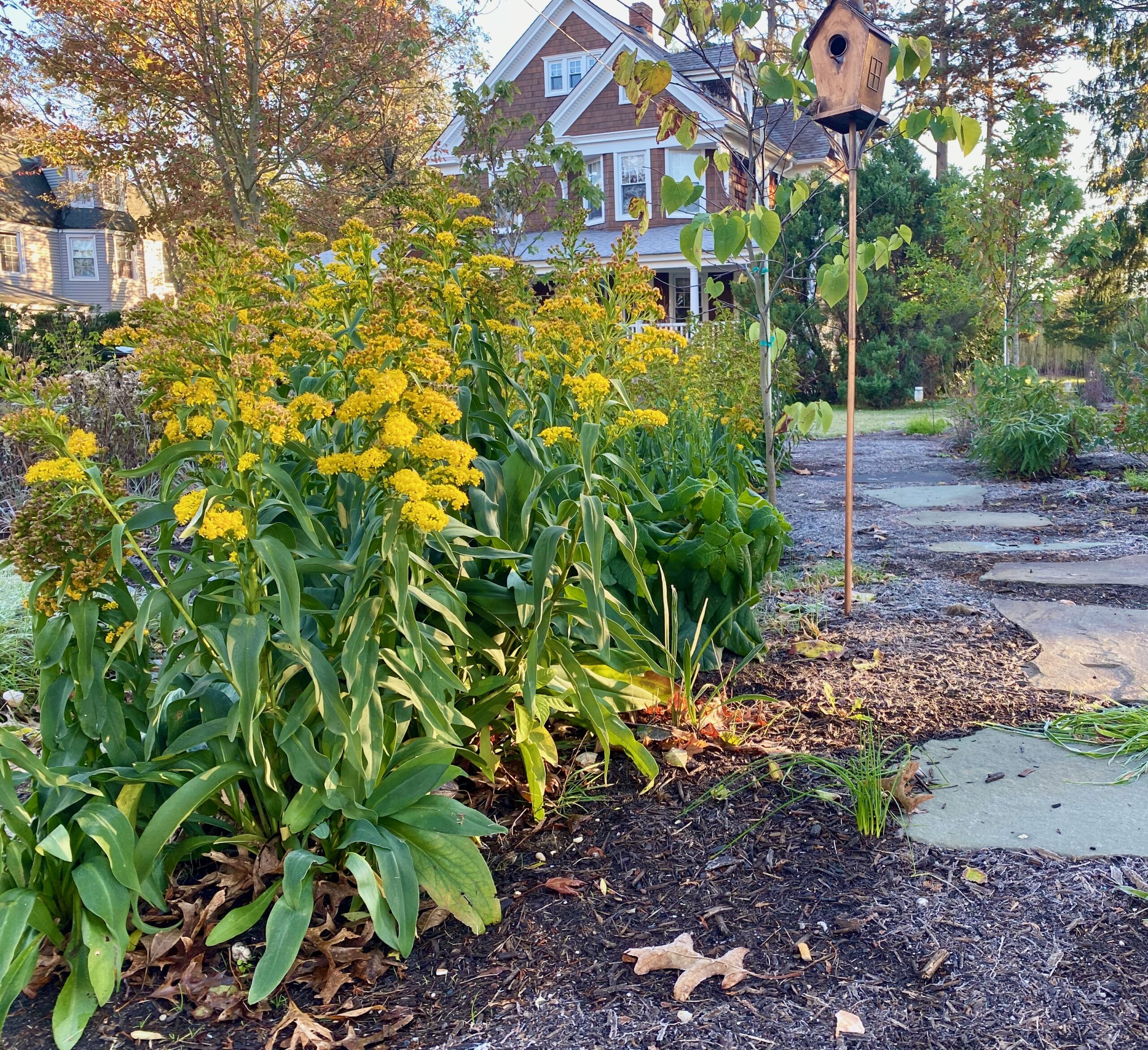 native plants