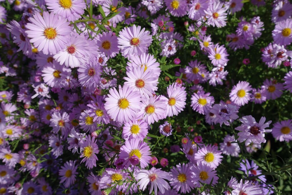 native plants