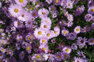 sell native plants