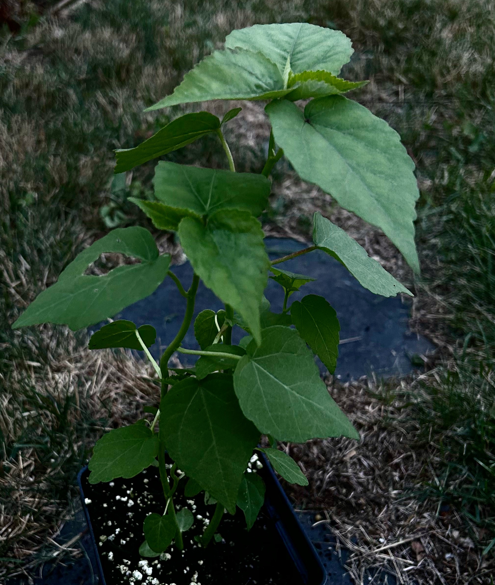 native plants