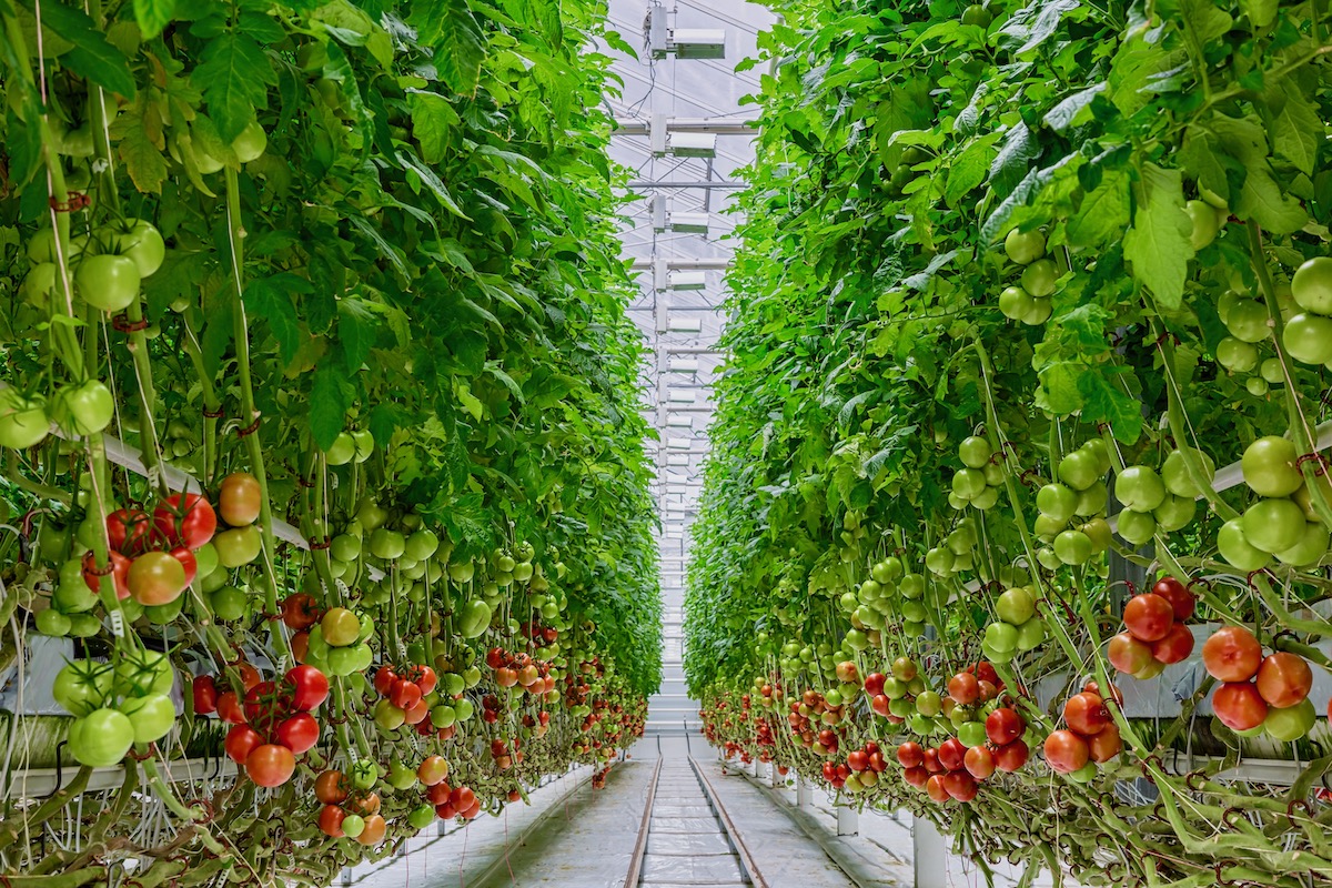 The Future Is In Indoor Farming
