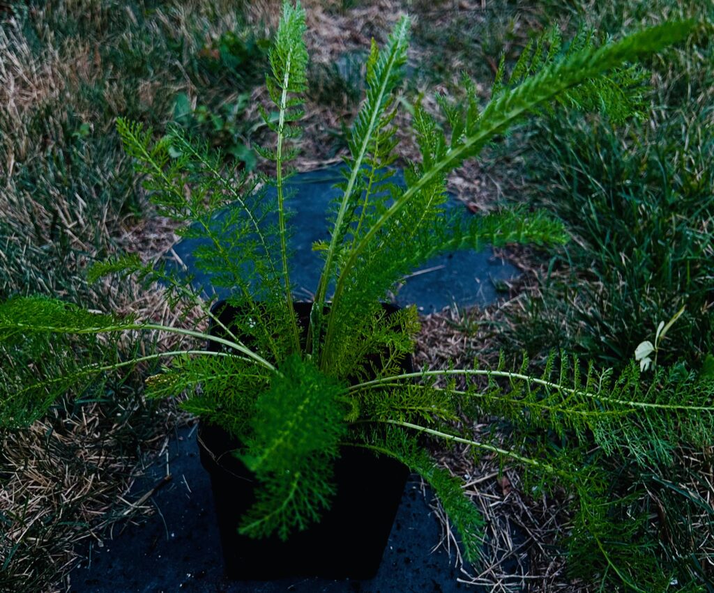 native plants