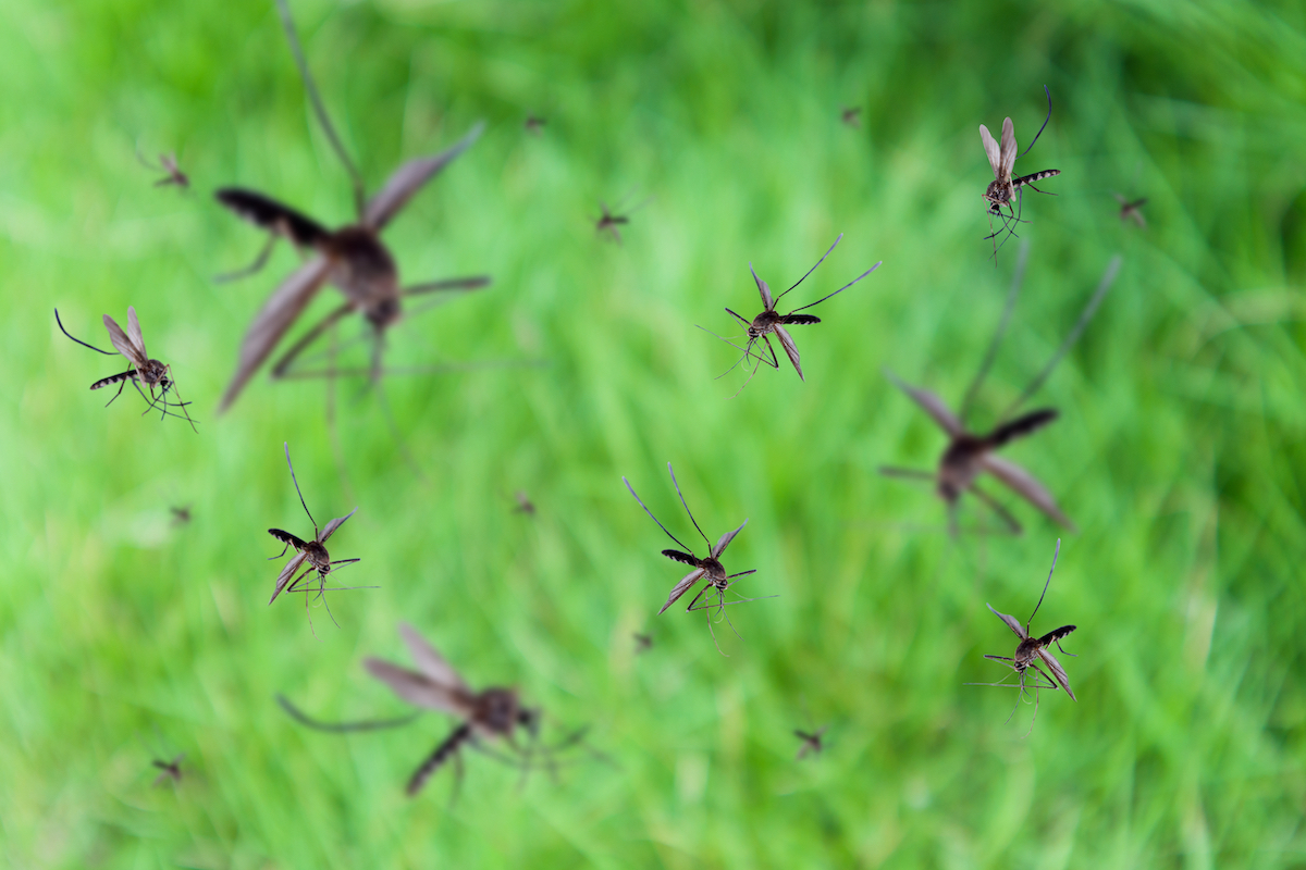 Kill Mosquitoes Responsibly