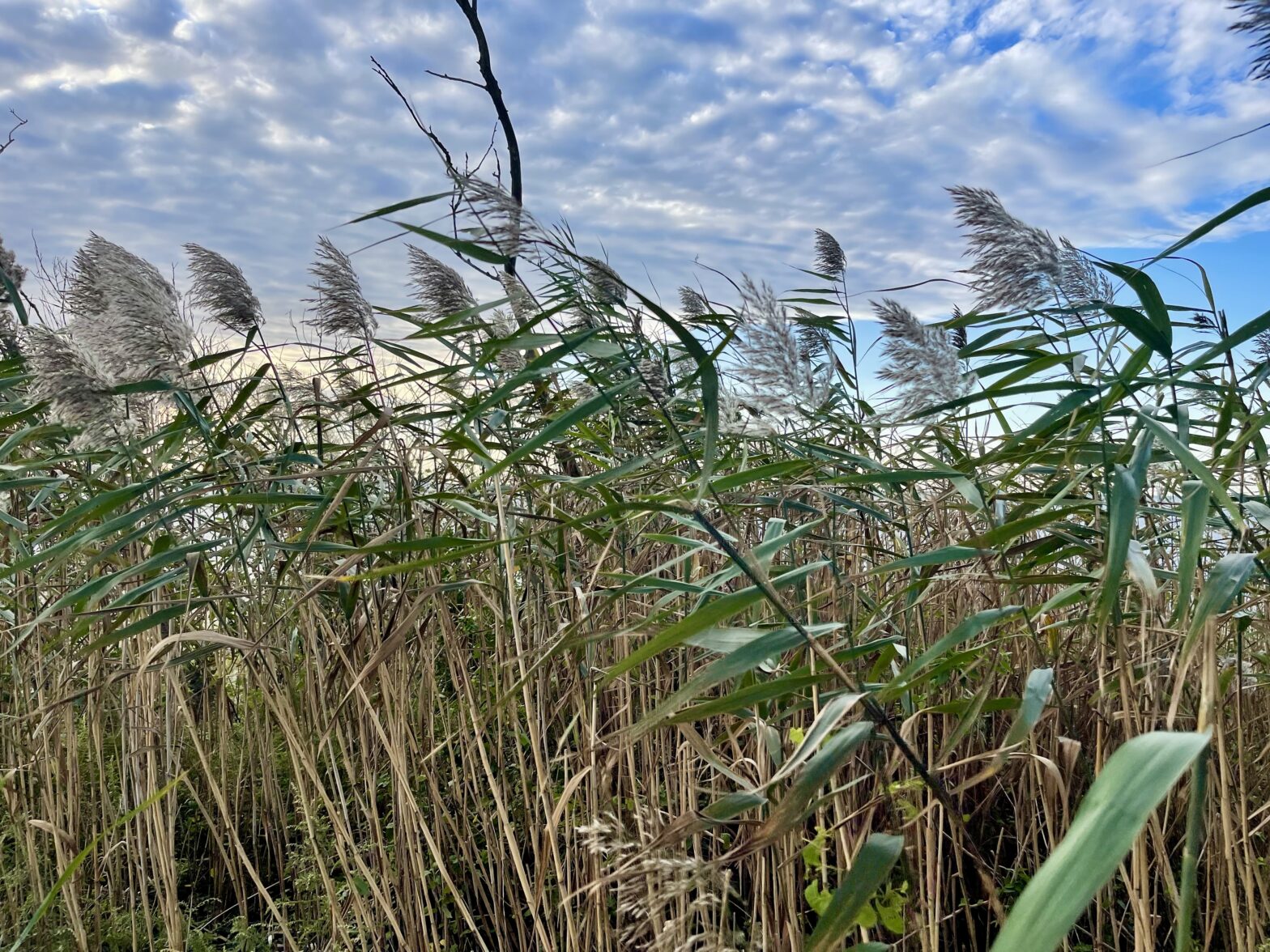 Defeating Phragmites
