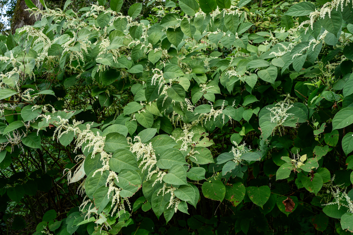 Invasive Species and Our Natives: Essential Knowledge
