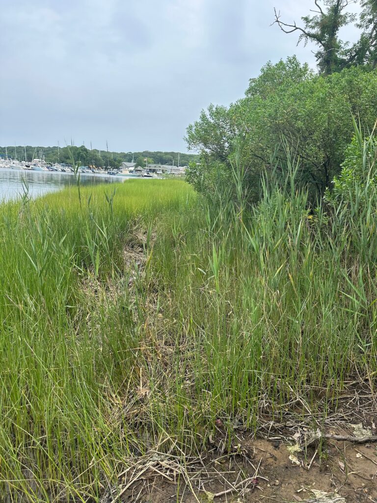 phragmites