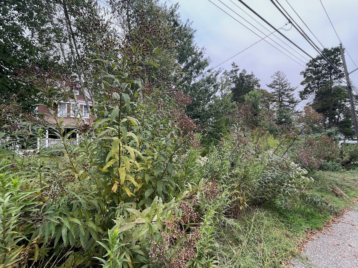 The Native Yard After 3 1/2 Years