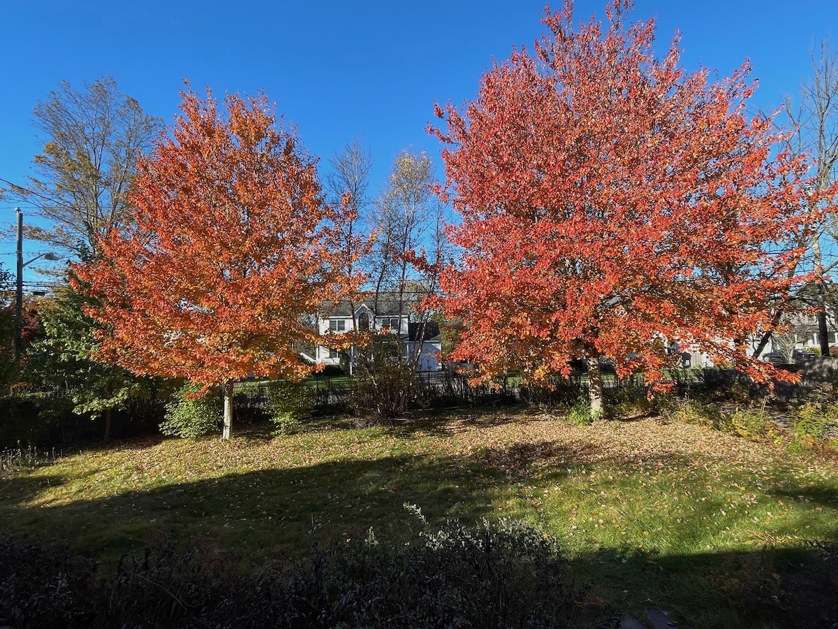 Leave The Leaves — Especially The Native Ones!
