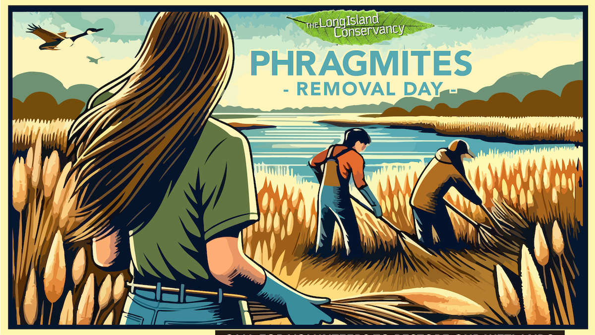 Phragmites Removal at McGill Pond
