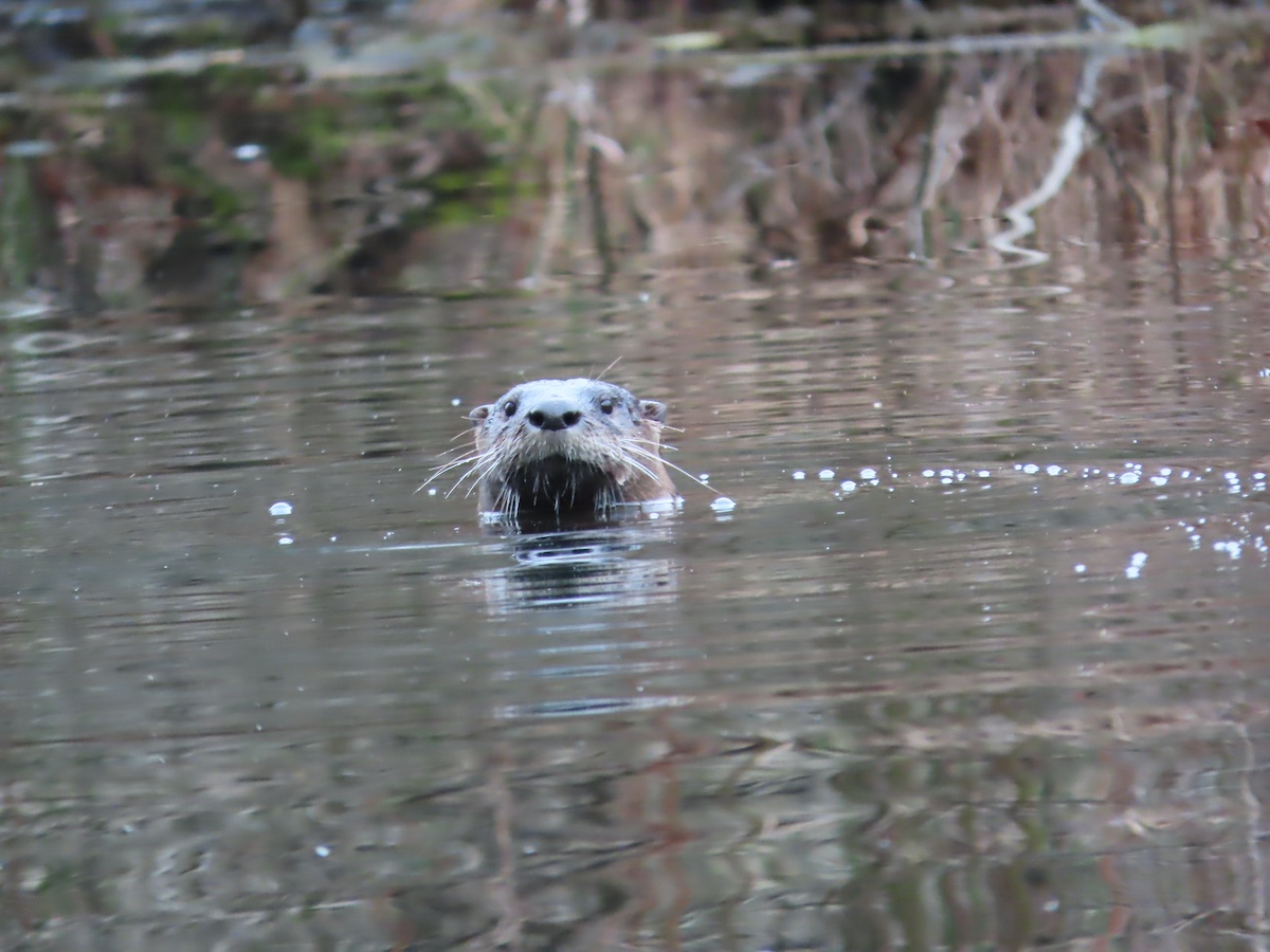 River Otters On Long Island: The Joy And The Tragedy