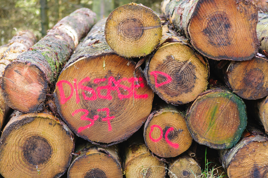 Can We Stop Importing Invasive Plants and Insects?