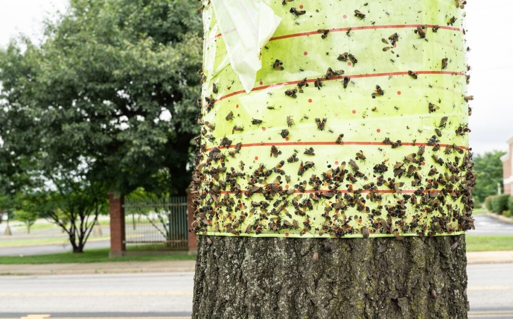 spotted lanternfly
