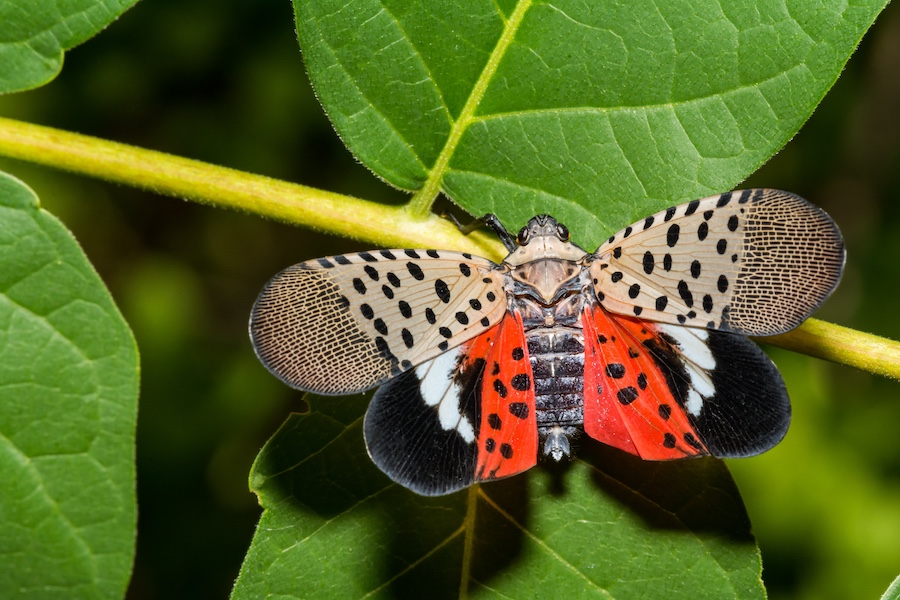 The Spotted Lanternfly Has Arrived. We Must Prepare!